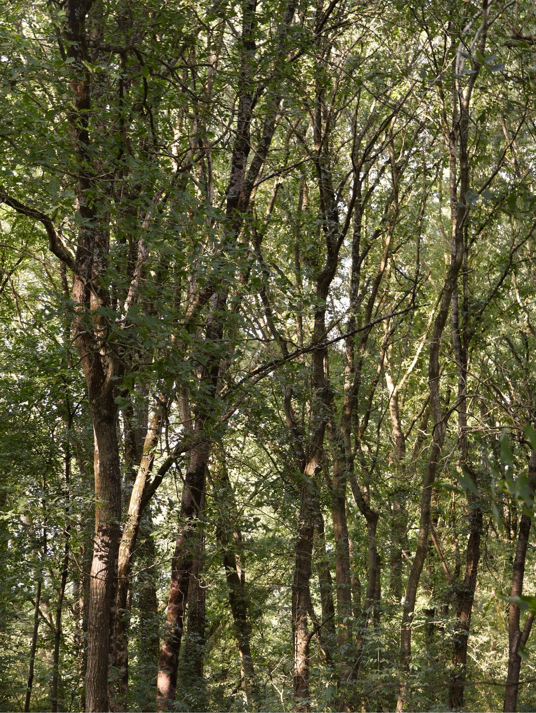 Lianes, photographie 2