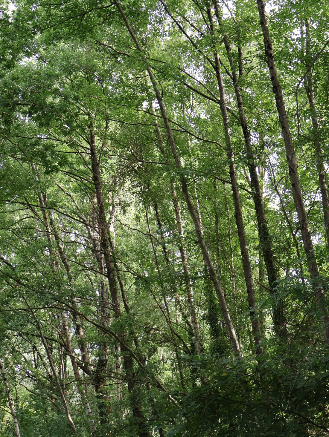 Venteux, photographie 1