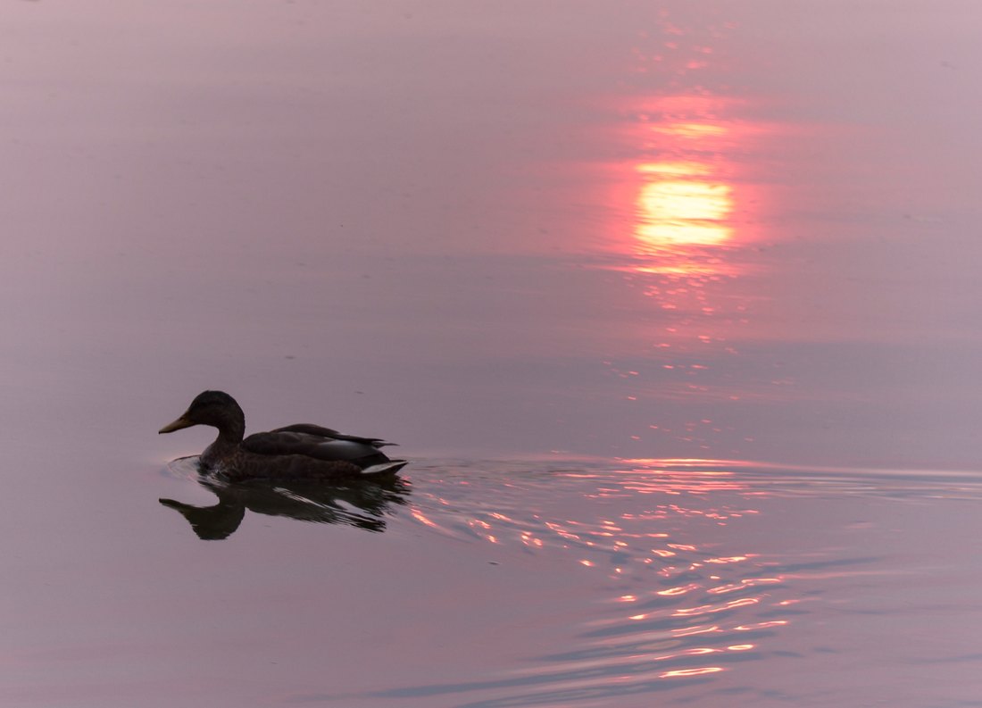 Voile, photographie 2
